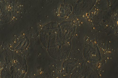 40x relief phase contrast