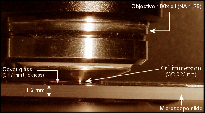 What is the function of an oil immersion objective?