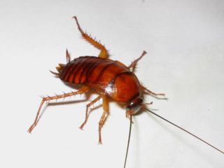01-cockroach
