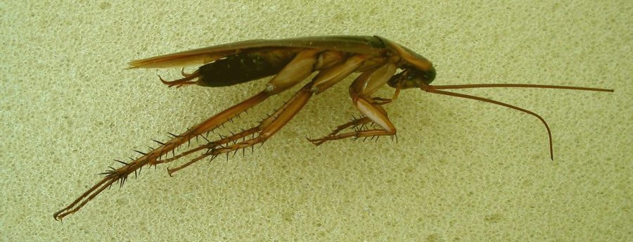 lateral view 01 - cockroache