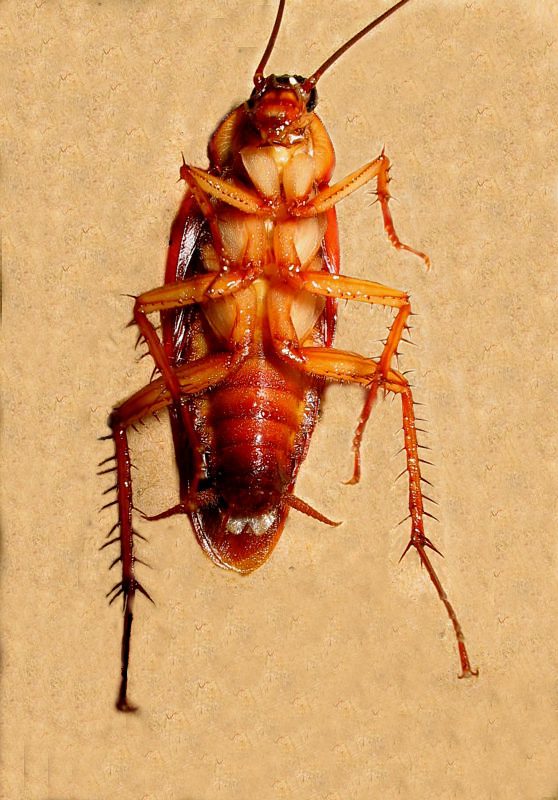 03 - cockroache