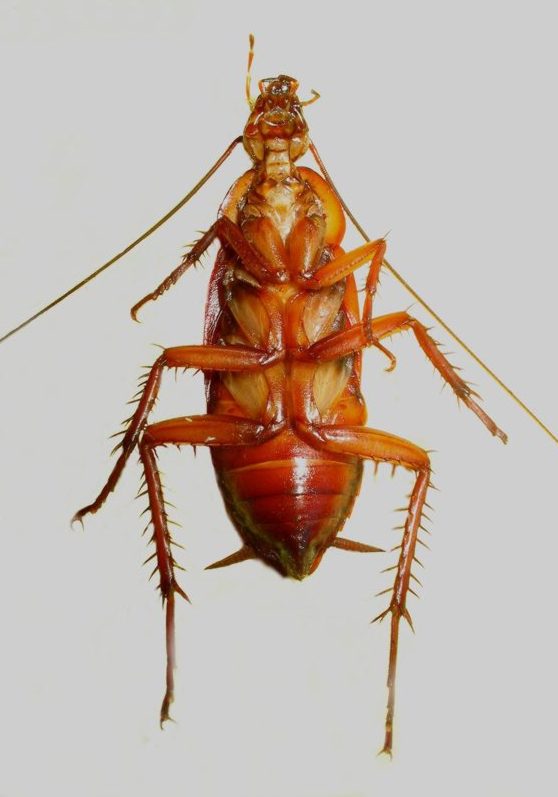 female, ventral 04 -cockroach