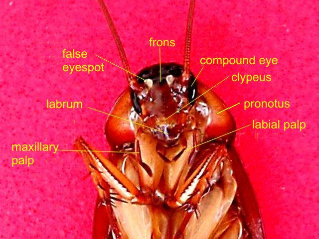 male head 06 -cocckroach