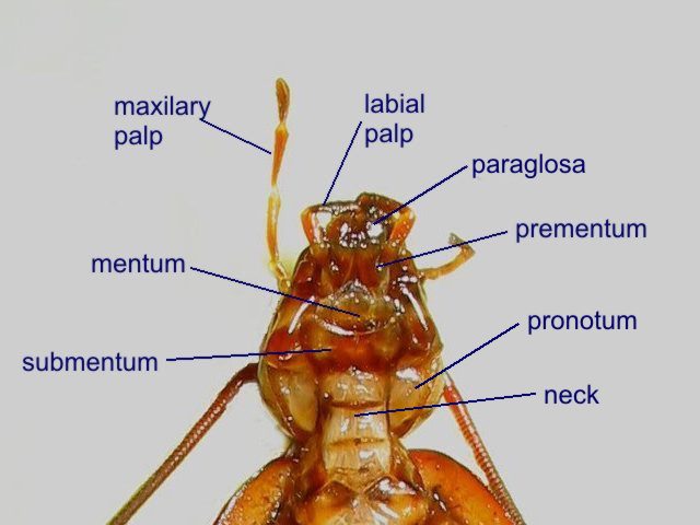 female head 08 -cockroach
