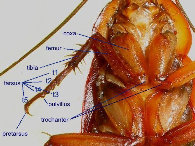 10 cockroach