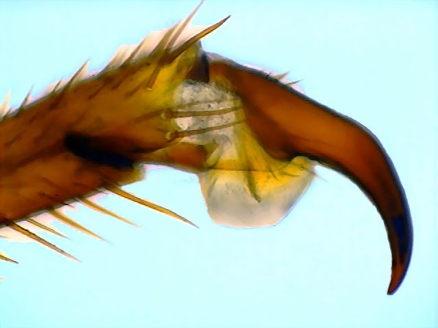 pretarsus, lateral 11 - cockroach