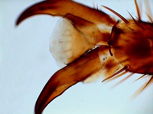 pretarsus, dorsal 12 -cockroach