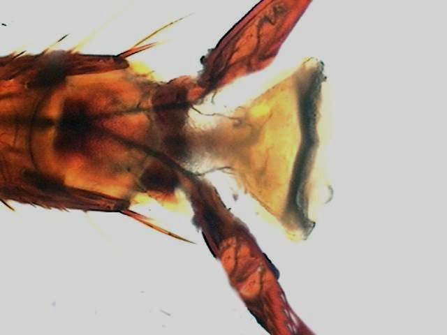 pretarsus, ventral 13 - cockroach