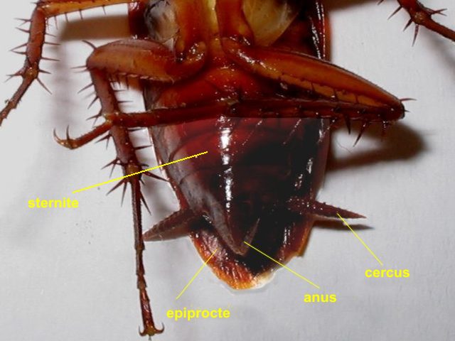 abdomen, female 16 -cockroach