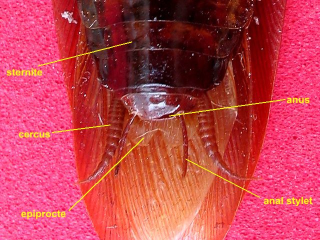 abdomen, male 18 - cockroach
