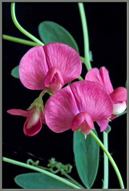 to say a big thank you to Chley for choosing my work for her new tattoo. I am trying to design a tattoo of a sweet pea for myself, but I'm not sure