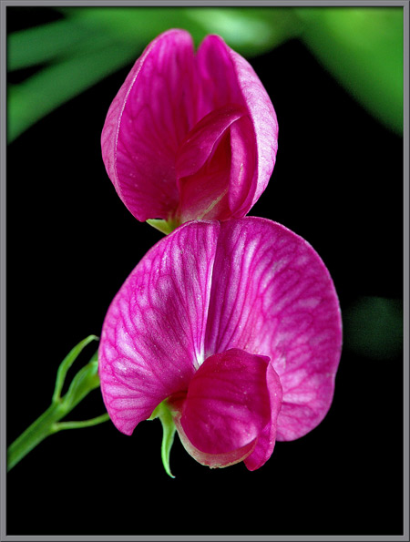 red sweet pea