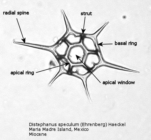 Silicoflagellates