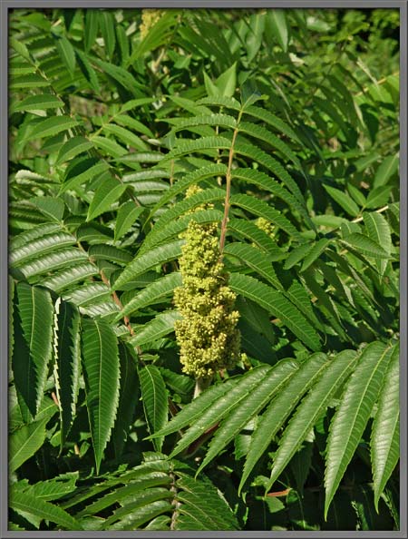 Staghorn Sumac Tree