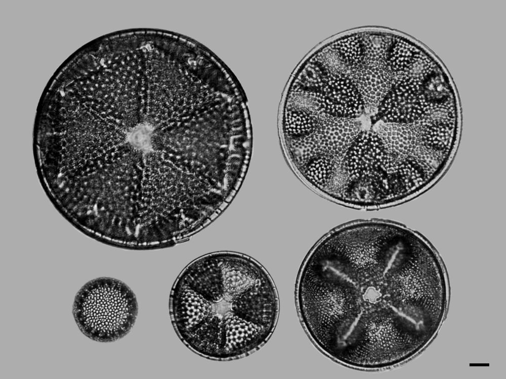 Cretaceous Diatom 1