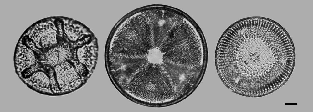 Cretaceous Diatom 2