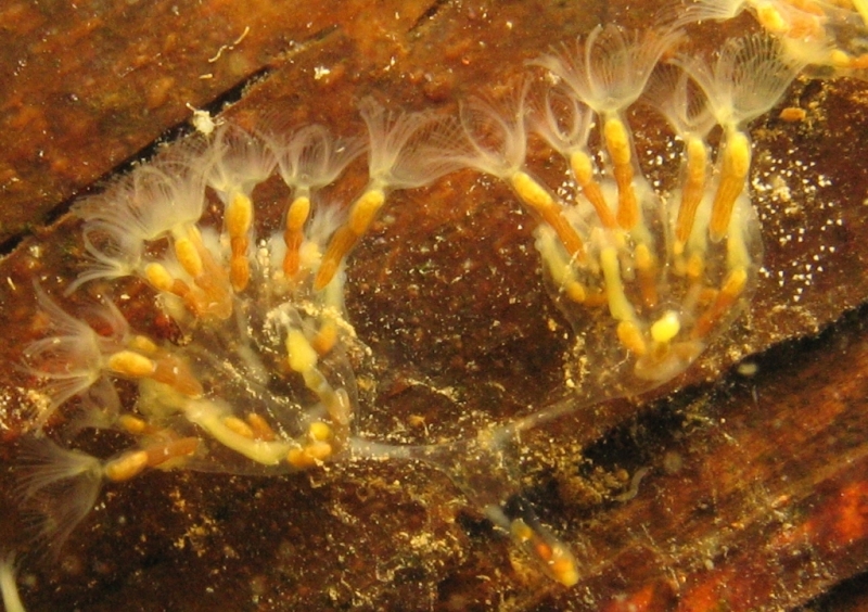 Lophopus crystallinus dividing a colony