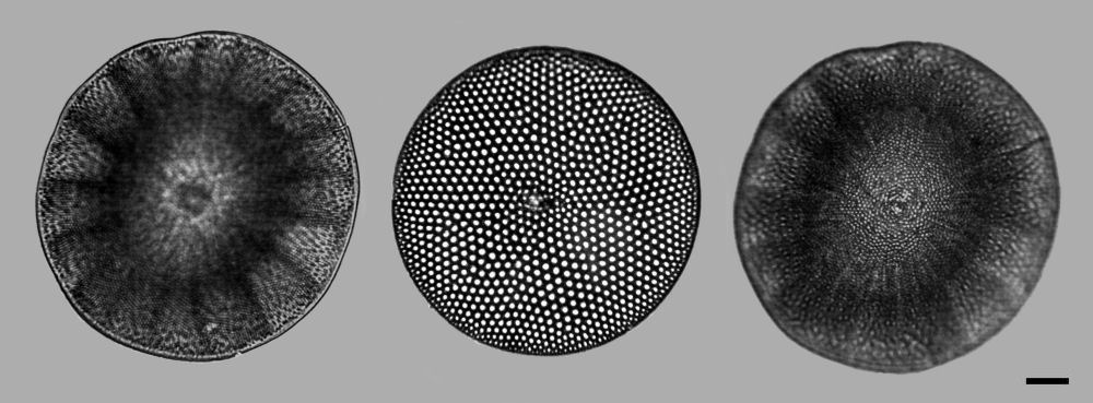 Moreno shale Coscinodiscus