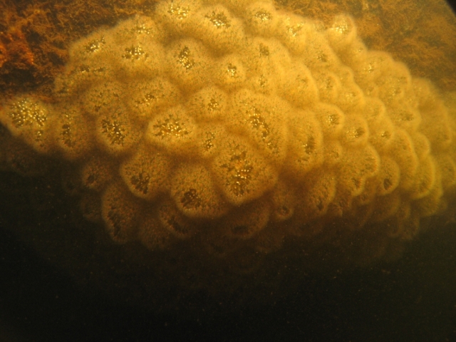 Pectinatella magnifica