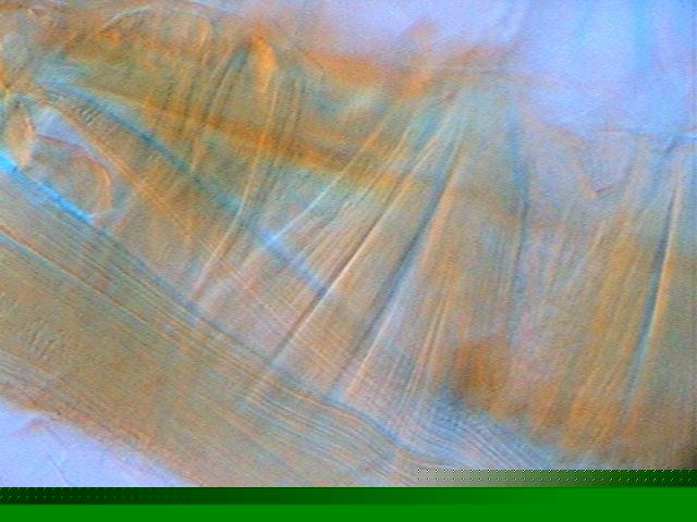 008-fructose