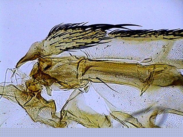 009-fructose