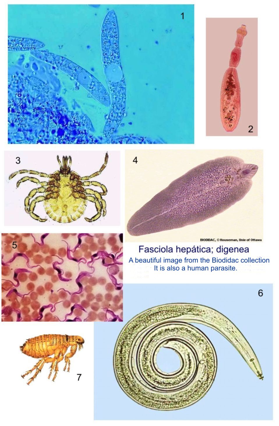 parasites