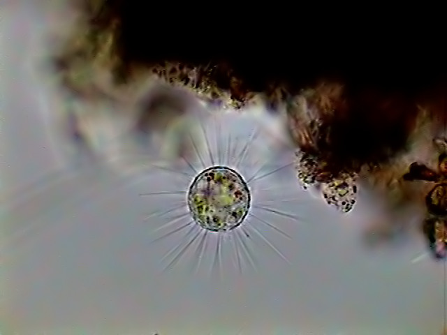 Heliozoario parásitos 1 - fig 006