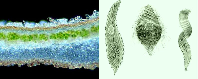 simbiosis lichen-flagellates