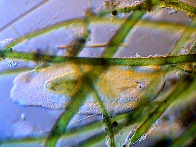 macrostomum parasitos 1- 002