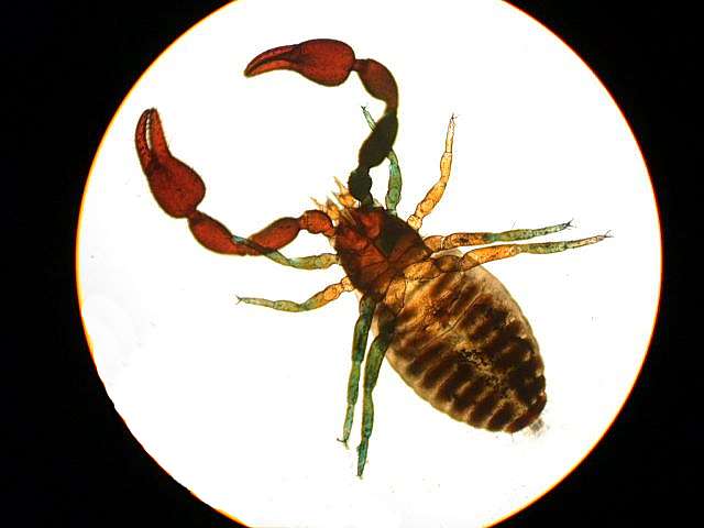 pseudoescorpión Parásitos 1 - imágen de título