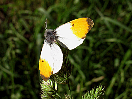 Orange Tip Butterfly, Orange Tip Butterfly Pictures