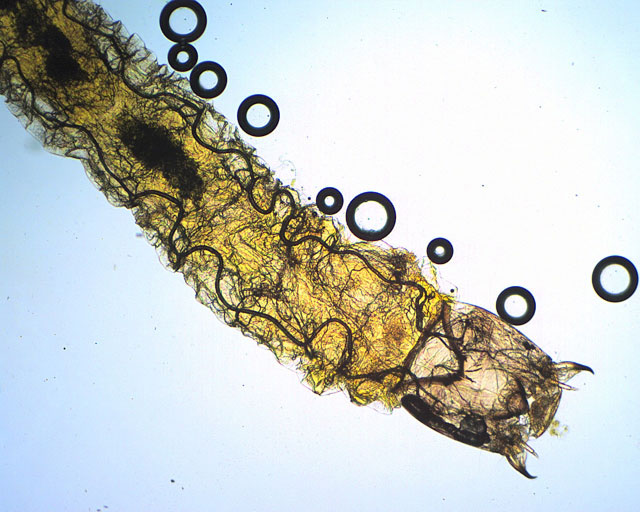 Larva 40x