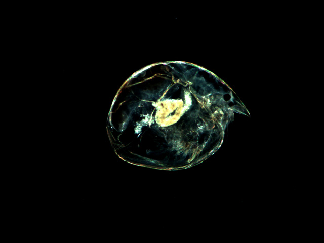 Water flea 100x