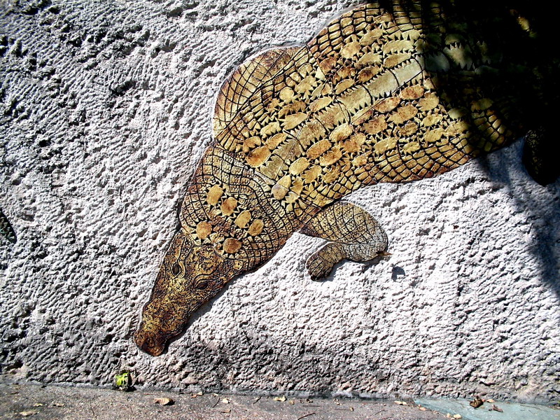 crocodile in wall
