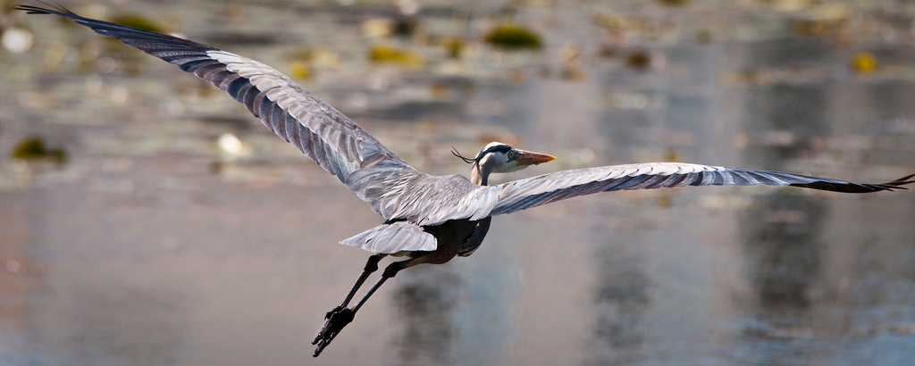 Blue Heron