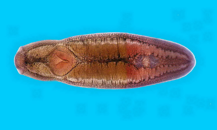 clinostomum adult