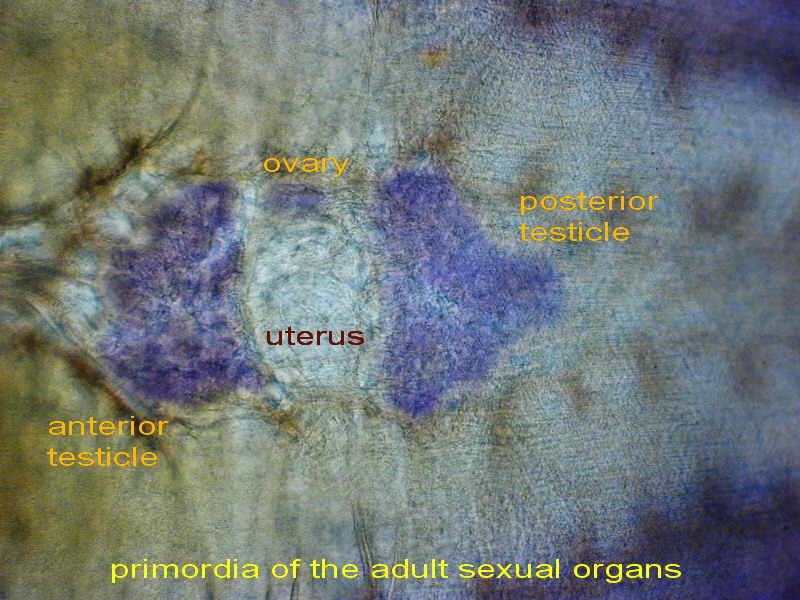 genital complex