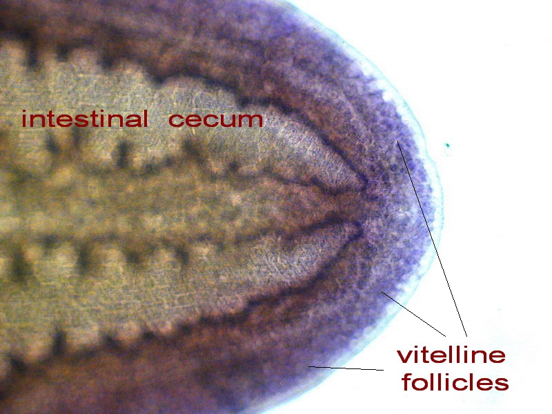 posterior end