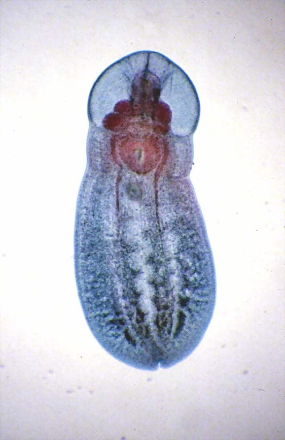 posthodiplostomum