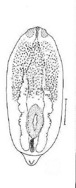 diplostomum