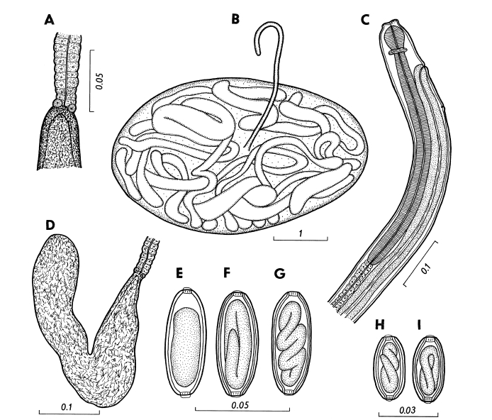 Cystoopsis