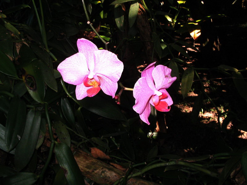 orchids