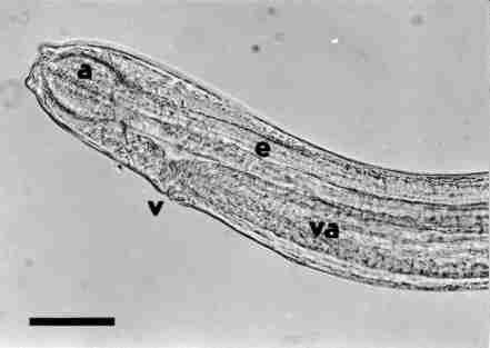 head structure