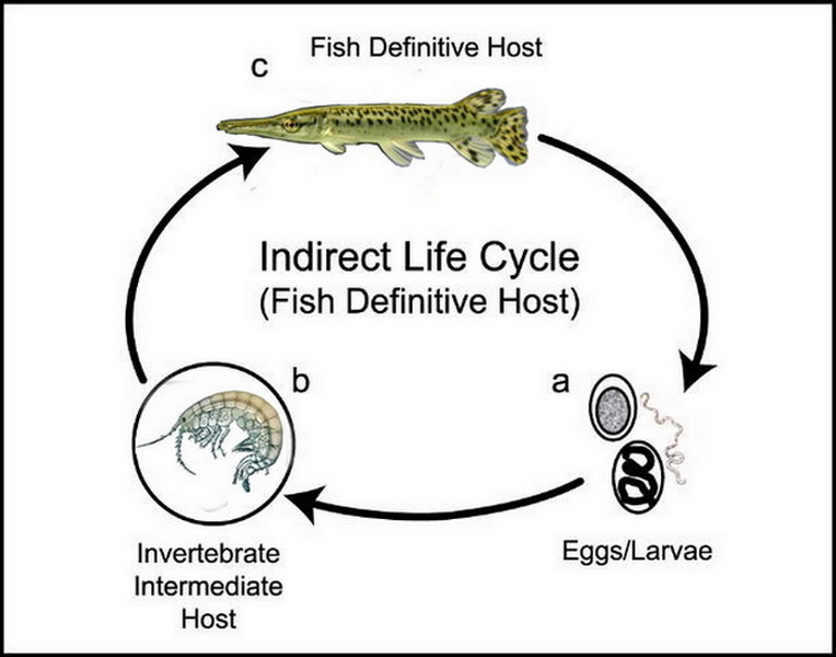 cystoopsis cycle