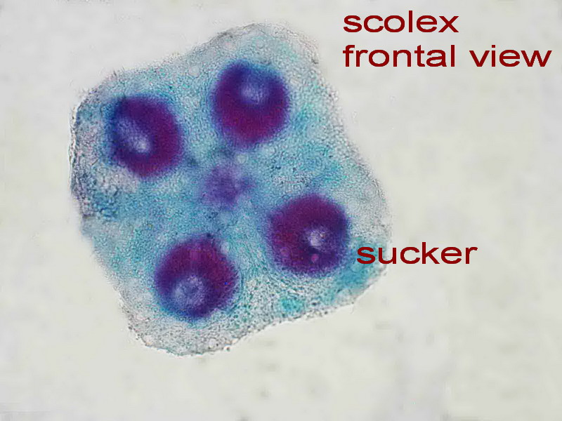 scolex