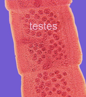 proglottid 1