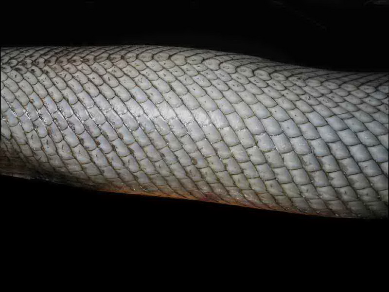 ganoid scales