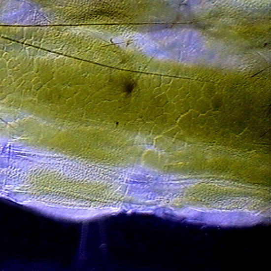 mosquito larva-1