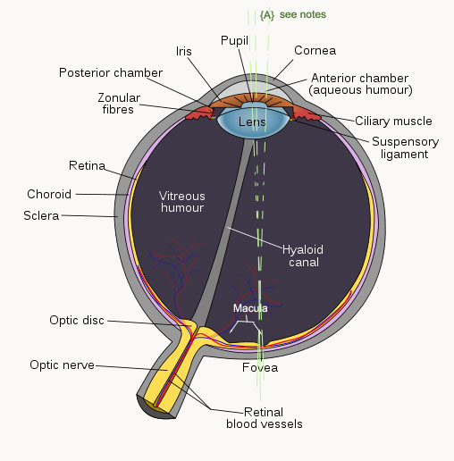 Mic-UK: Human Cells - Part III an overview for light microscopists