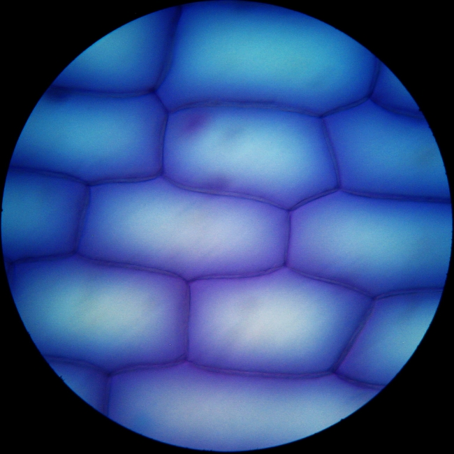 cell surface